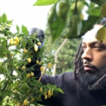 Black Owned Pepper and Spice Farm