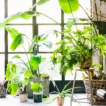 Owned Plant and Home Garden Related Businesses