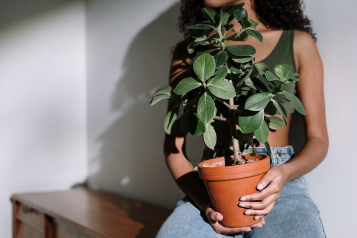 repot your houseplants