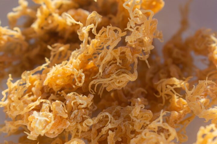 sea moss