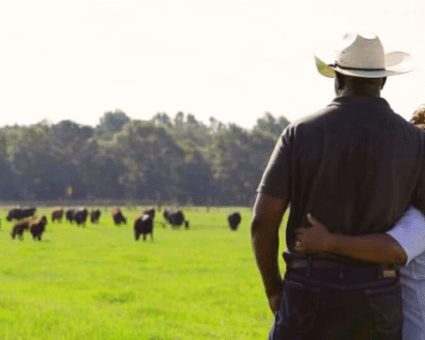 black ranchers