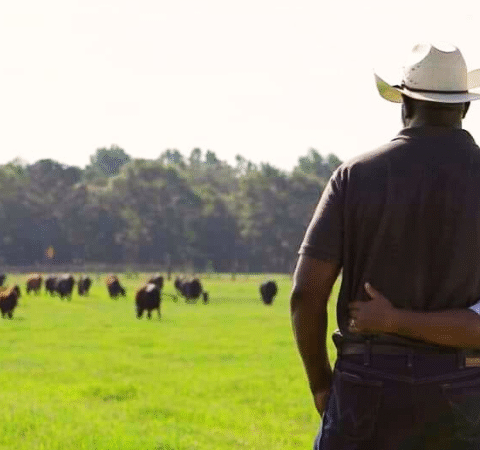 black ranchers