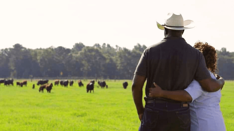 black ranchers